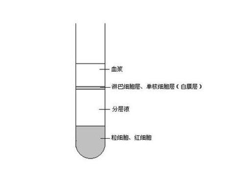 豚鼠T淋巴细胞的测定